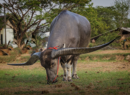 buffalo graze on the meadowの写真素材