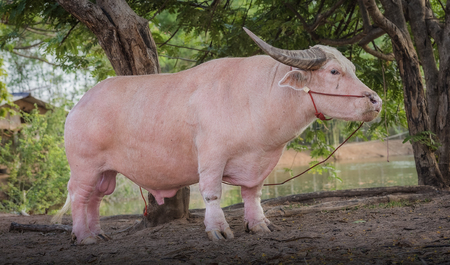 Albino buffalo (Thailand Pink buffalo)の写真素材