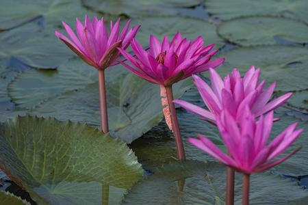 beautiful waterlily or lotus flowerの写真素材