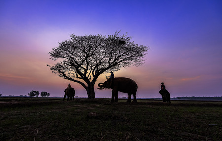 Thailand Elephant family at Parkの写真素材
