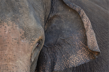 Closeup,Eye of an elephant.の写真素材