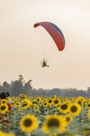 Paramotor flying on the sunflower fields .の写真素材