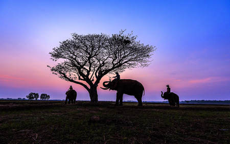 Thailand Elephant family at Parkの写真素材