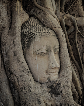 Buddha head statue in the tree rootsの写真素材