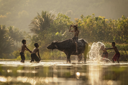 Childrens playing with buffalo in the river .のeditorial素材