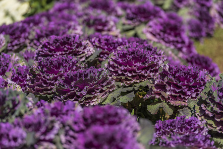 Purple cabbage growing on the mountain.の写真素材