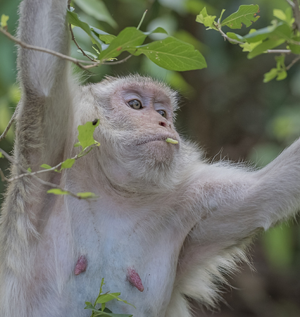 Monkey pregnant in public park ,Thailand