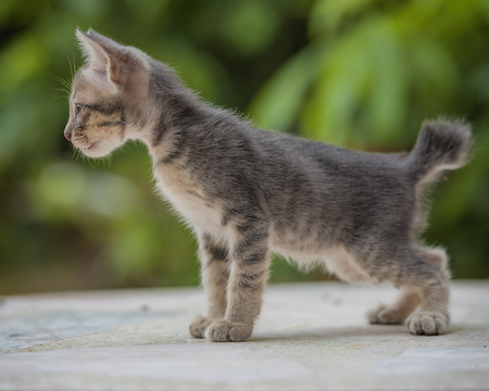 Kitten threaten enemies with shock .の写真素材
