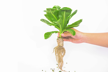 Hydroponic vegetable is planted in a garden,Fresh organic vegetable in hydroponic vegetable field.の写真素材