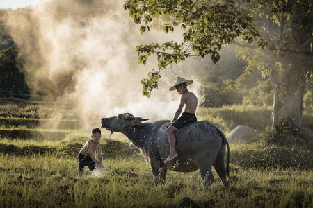 Childrens playing with a buffalo in his field.の写真素材