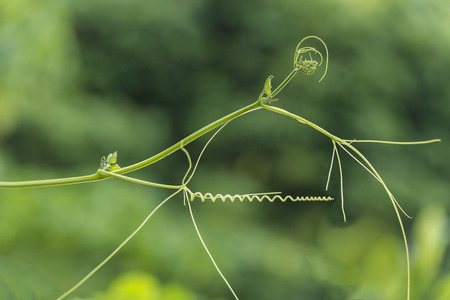 The young shoots of trees in the background .の写真素材