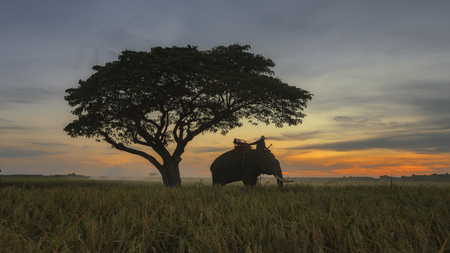 People Asian farmer harvest of the rice field in harvest season with elephant, and farmer harvests rice in field sunlight sky background, beautiful light from the sunlight.の写真素材