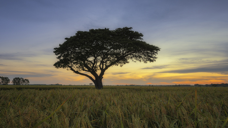 rice in field sunlight sky background, beautiful light from the sunlight.の写真素材