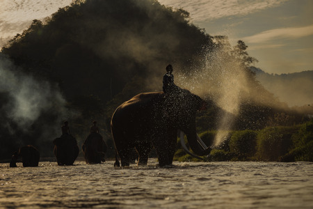 elephant bathing in the river and spraying himself with water.の写真素材