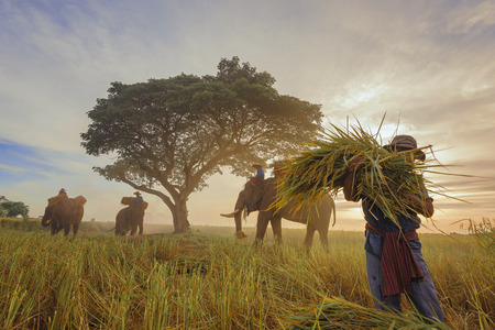 Elephants and the farmer in field rice,performing elephant at safari.の写真素材