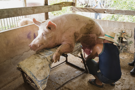 Pork insemination,Pig artificial insemination fertilization at agriculture reproduction farming.
の写真素材