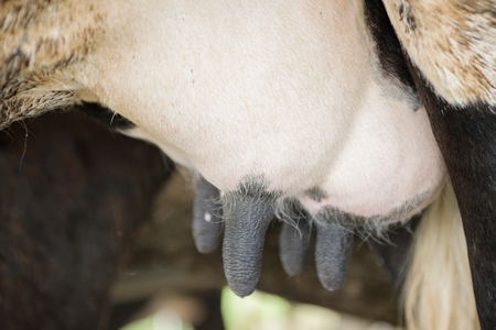 Dairy farming, milking, artificial insemination, animal husbandry in farm,farm cowshed with milking cows,The Udder and Teats of a Dairy Milking Cow.の写真素材