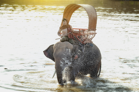 Elephant and mahout  in village surin thailand ,an elephant is like a family.