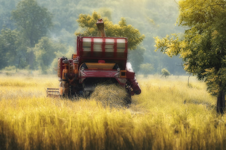 Agriculture,Harvesting of rice field with combine,Harvester machine to harvest rice field working, Combine harvester agriculture machine harvesting golden ripe rice field.の写真素材