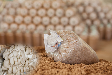Mushroom cultivation, growing in farm,Mushroom cultivation in organic farms,Fresh mushroom growing on a special soil on a mushroom production plant,Preparation of ingredients for mushroom cultivation, Food production.の写真素材