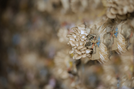 Mushroom cultivation, growing in farm,Mushroom cultivation in organic farms,Fresh mushroom growing on a special soil on a mushroom production plant,Preparation of ingredients for mushroom cultivation, Food production.の写真素材