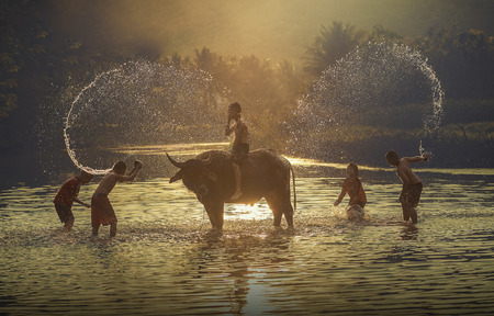 Children played with buffalo in the riverの写真素材