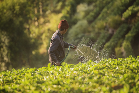 Farmers watering strawberry berries in the morning fog.Strawberry fruits on the branch at the morning light. Strawberry farm, Strawberry fruit hanging from the tree.の写真素材