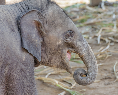 Eating a baby elephant in a zoo .の写真素材