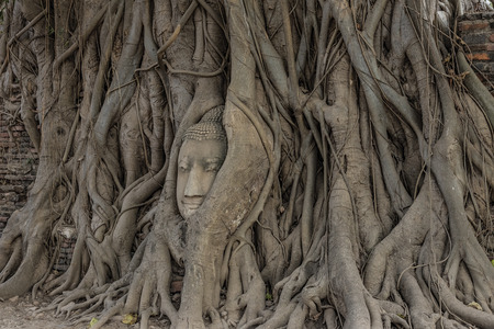 Buddha head in tree roots.の写真素材