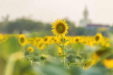 Beautiful sunflower field at sunset.の写真素材