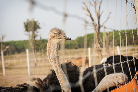 Ostrich walking in the paddockの写真素材