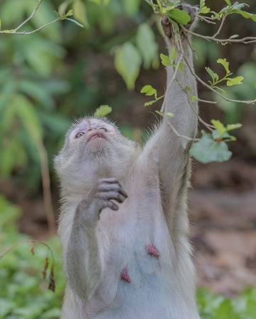 Monkey pregnant in public park