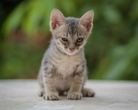 Kitten threaten enemies with shock .の写真素材