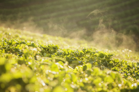 Strawberry fruits on the branch at the morning light. Strawberry farm, Strawberry fruit hanging from the tree.の写真素材