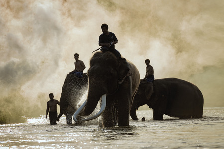 elephants taking a bath with mahout , elephant keeper in elephant camp, Chiang Mai , Thailandの写真素材