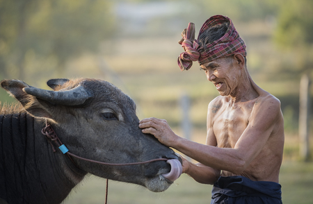 Thai farmer and buffalo walk over the field go back home with sunset,Life' Machine of farmer,Original agricultural use buffalo plow the field,の写真素材