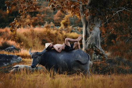 Children playing with a buffalo in his field,Portrait of Asian boy enjoying playing the with buffalo.の写真素材