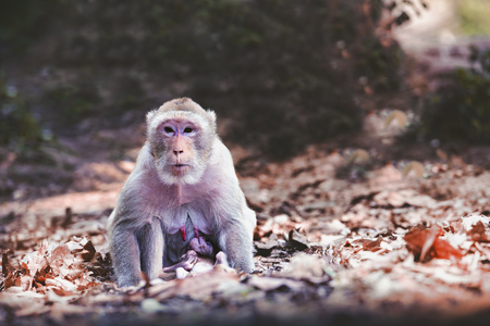 Lactating monkey,Breastfeeding Monkey,Mother monkey feeding her baby.の写真素材
