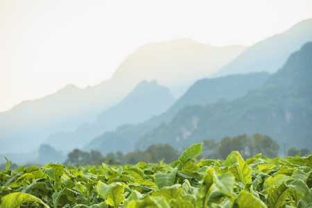 The hills in the fog landscape,majestic sunset in the mountains landscape,dramatic sky, Beauty world.の写真素材