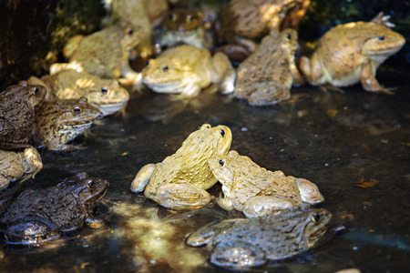 Frog mating in the water frog mating season,Natural breeding of frogs in the pond. Mating season of ...