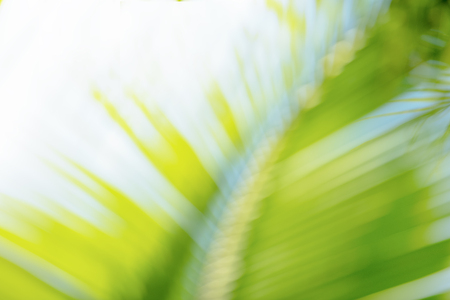 Fresh green tree leaves with frame of natural background.Abstract blur green color for nature...