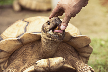 Close up sulcata tortoise,Baby spurred tortoise resting in the garden,Spurred tortoise sunbathe on ground with his protective shell.の写真素材