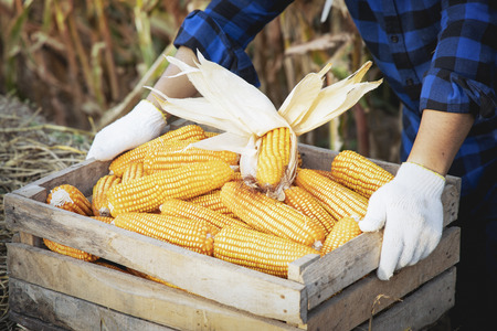 Corn or Maize for processing into fodder. Harvest maize. Corn grain. Natural food. Maize on the farmers farm after harvest.の写真素材