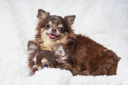 Chihuahua dog, funny Chihuahua dog lying on a white blanket, cute chihuahua dogの写真素材