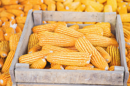 Corn or Maize for processing into fodder. Harvest maize. Corn grain. Natural food. Maize on the farmers farm after harvest.の写真素材