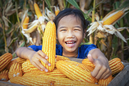 Corn or Maize for processing into fodder. Harvest maize. Corn grain. Natural food. Maize on the farmers farm after harvest.の写真素材