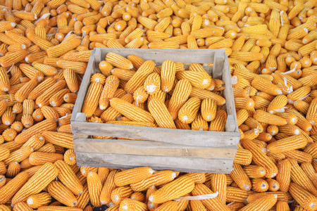 Corn or Maize for processing into fodder. Harvest maize. Corn grain. Natural food. Maize on the farmers farm after harvest.の写真素材