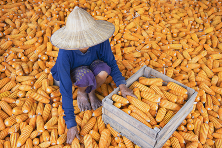 Corn or Maize for processing into fodder. Harvest maize. Corn grain. Natural food. Maize on the farmers farm after harvest.の写真素材