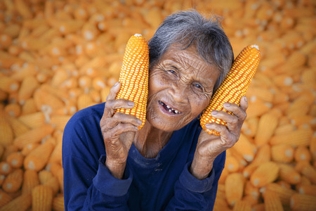 Corn or Maize for processing into fodder. Harvest maize. Corn grain. Natural food. Maize on the farmers farm after harvest.の写真素材
