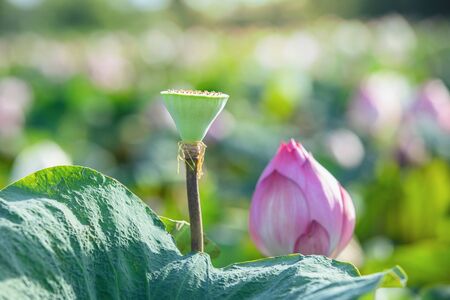 Beautiful water lily or lotus flower,The beauty of nature is built of pink lotus flowers for beautiful natural.の写真素材